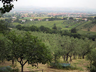 Conero - Olive trees